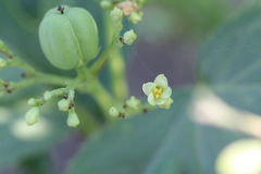 Jatropha glandulifera